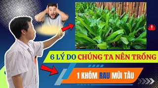 6 Lí Do Chúng Ta Nên Trồng 1 Khóm Rau Mùi Gò Gai Trong Nhà Dược sĩ Quân [upl. by Snevets]