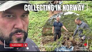 Collecting in Norway Bonsai Dream [upl. by Milinda]