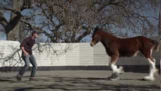 HD Clydesdales 2013 Budweiser Super Bowl Ad — Extended Version of quotBrotherhoodquot [upl. by Kcyred]