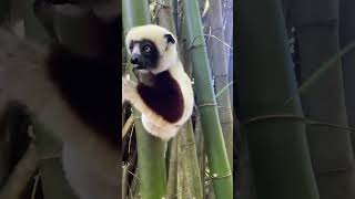 Lemur Exploring the Canopy 🌿  Curious Lemur in the Trees Primate Nature [upl. by Naxela230]