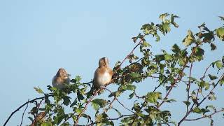 European Goldfinch Carduelis carduelis Landtong Rozenburg ZH the Netherlands 5 Oct 2024 11 [upl. by Hannej623]