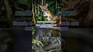 LesserKnown Facts About the Sunda Clouded Leopard 2024 animals unknowns animalfacts animals [upl. by Nelubez502]