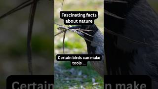 This Bird Crafts Its Own Tools X Nature fact nature bird [upl. by Cyrie928]