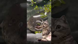 Adorable cat shocked to see really cool lungfish cat lungfish memes halloween trump [upl. by Aketahs730]