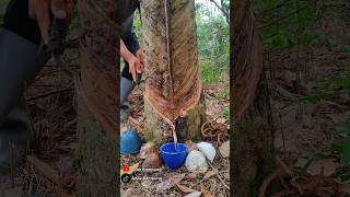 New rubber tree Tapping shorts newrubber rubberwood rubbertapping [upl. by Aisanahta]