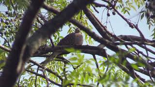 Tourterelle tigrine Spilopelia suratensis Western Spotted Dove [upl. by Landbert854]