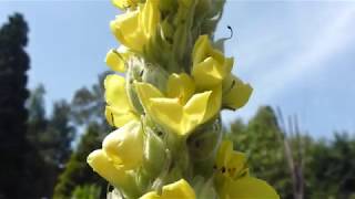 Mullein  Verbascum thapsus  Kóngaljós  Gulldás  Skrautplöntur  Sumarblóm [upl. by Liggett168]