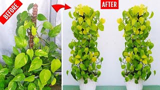 Do this today to grow bushy Neon Pothos Money Plant easily [upl. by Kcolttam874]