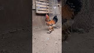 Brahma fauves poules chiken animalswelborn farmselevage [upl. by Ahsinad]