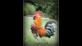 Brutus my Mille Fleur Serama roolet RIP Little Guy [upl. by Blackman]