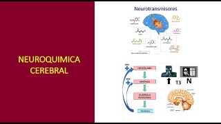 NEUROQUIMICA EXTRACEREBRAL Sistemas Hormonales y Criminologia [upl. by Faunia]