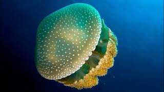 Facts The Spotted Jellyfish Phyllorhiza punctata [upl. by Nerfe]