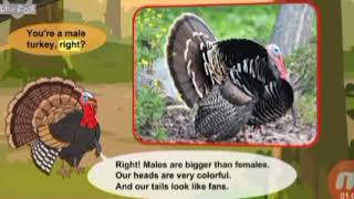 Meet The Animals Episode 58 Wild Turkey [upl. by Eselrahc]