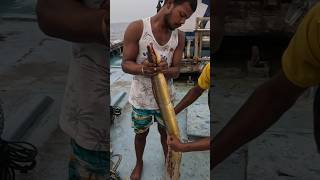 समुद्राच्या तळात जाळी लावून पकडली पिवळी वाम Deep sea VAM fishing vam boat fishing india [upl. by Gawen]