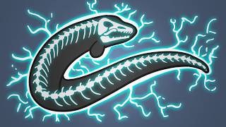 Why Dont Electric Eels Shock Themselves [upl. by Sternberg231]