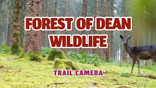 Forest of Dean  Trail camera forestofdean wildlife trailcamera trailcamvideos [upl. by Edny]