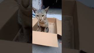 Cat Box 🐱 Kitty cat kittten [upl. by Ashbey]