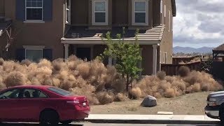 Tumbleweeds inundate homes in High Desert communities  ABC7 [upl. by Aihsenor]