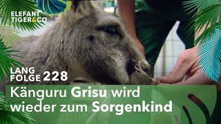 Gefährliche Infektion bei Känguru Grisu Langfolge 228  Elefant Tiger amp Co  ARD [upl. by Melamed]