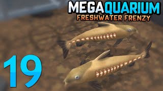 CATFISH TANK  Megaquarium Freshwater Frenzy [upl. by Anenahs]