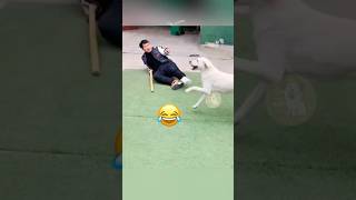 When Your Dog Starts Mocking Your Broken Leg Walk 🐾😂 MyPetsie [upl. by Barabas]