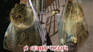 ПРИКОЛЫ С КОТАМИ Самая смешная озвучка животных Смешные коты и собаки [upl. by Velick]