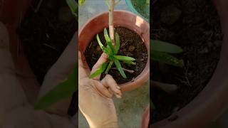 Mini Croton Plant transfer to another pot💚✨shorts garden plants [upl. by Wyndham]