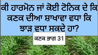 Growth hormone and wheat tillering by Sher Gill Markhai Wheat Part 31 [upl. by Adnala]