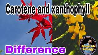 carotene and xanthophyll difference by shreebhbiology for neet and other exams [upl. by Nomzaj402]