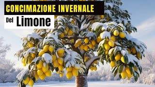 SI PUÒ CONCIMARE IL LIMONE IN INVERNO ECCO COSA NE PENSO E PERCHÈ [upl. by Blossom169]