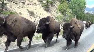 Bison stampede  Yellowstone National Park August 27 2013 [upl. by Noland]