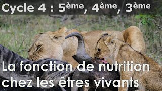 SVT  Cycle 4  COURS  La fonction de nutrition chez les êtres vivants [upl. by Edrahc97]