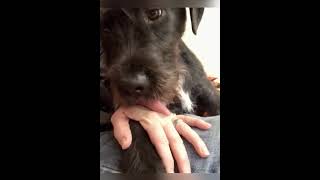 My dogs tongue gets stuck funnydogs dogshorts doglovers doglife [upl. by Tressa]