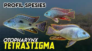 PROFIL SPESIES 1  Otopharynx tetrastigma  AFRICAN CICHLID [upl. by Yakcm]