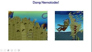 Invertebrate Biology Flat and Round Worms Platyhelminthes amp Nematodes [upl. by Anaig220]