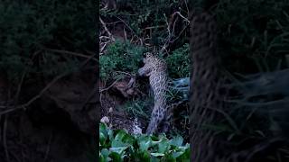 Jaguar attack caiman animals viralshort [upl. by Ecirtaeb485]