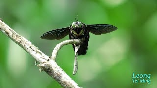 Xylocopa latipes male 20Oct2017a [upl. by Akem]