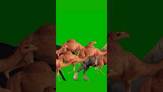 All Animal Stampede Green Screen  Realistic Animal Running Walking stampede animalsound janwar [upl. by Bridges58]