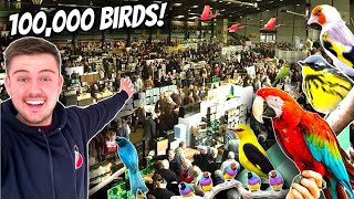 MASSIVE Bird Market in the UK  Stafford 2024 [upl. by Eenrahc848]