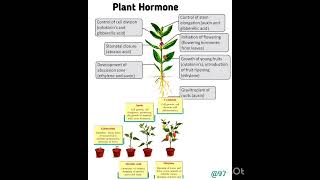 Germination in plants plant hormones How and where it work [upl. by Chadbourne]