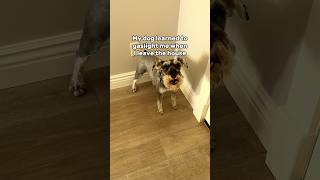 Schnauzer tricks owner to get a TREAT [upl. by Alys]