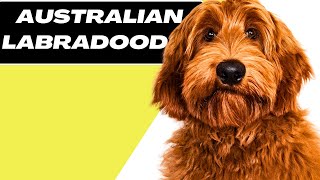 Australian Labradoodle  Things To Know Before Buy [upl. by Nerty723]