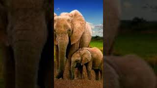 Hathi mere sathi hathi song shortvideo [upl. by Fougere663]