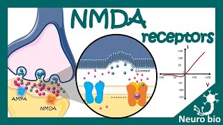 NMDA receptors  How do NMDA receptors work What happens when you block NMDA receptors NMDA in LTP [upl. by Haim]