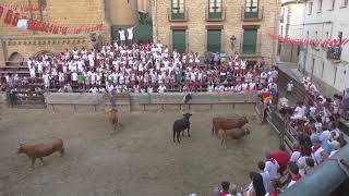 Encierro y Capea  Fiestas Carcastillo [upl. by How]