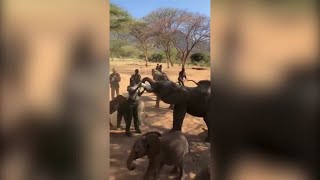 Its feeding time for baby elephants at sanctuary [upl. by Notsle]