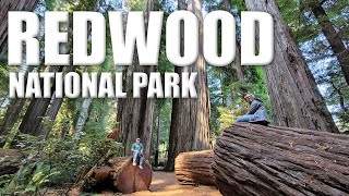 Episode 14 Redwood National Park [upl. by Ahsikel]