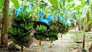 How To Banana Harvesting Cableway  Banana Processing in factory  Banana Farm to harvest [upl. by Ierdna]