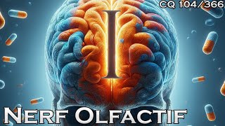 NC I  Le Nerf Olfactif  CQ104 [upl. by Lefty]