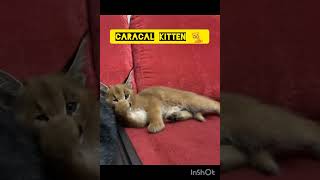 caracal cute kitten👌🐈🤗💞yt short [upl. by Ogir]